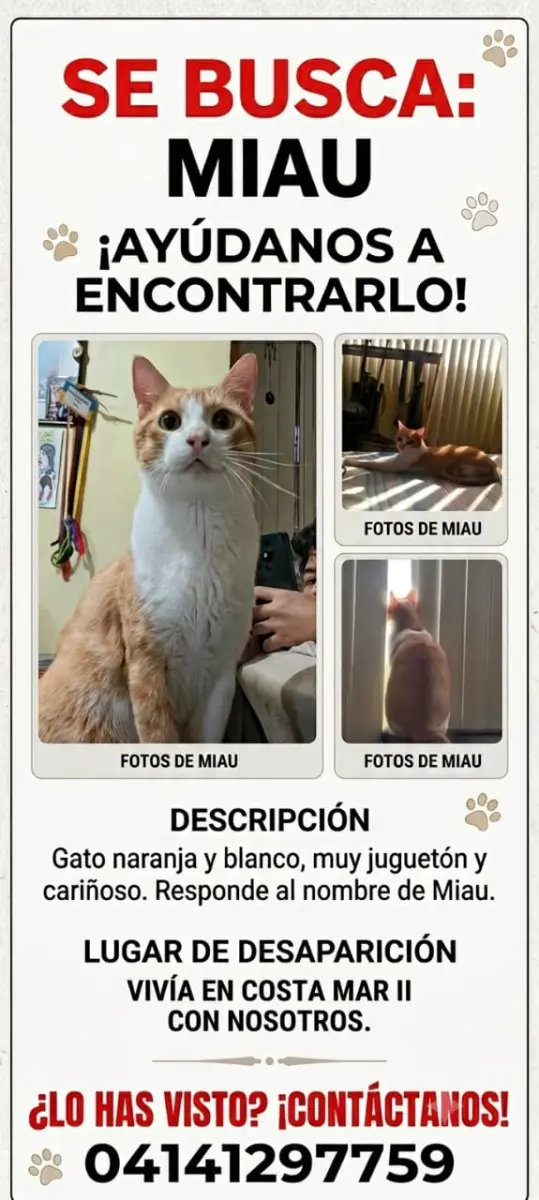 Miau — Gato Perdida en
