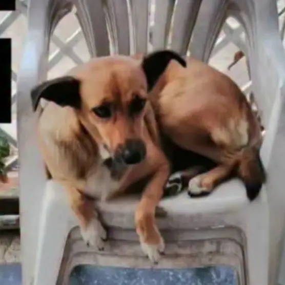 CANELA — Perro Perdida en