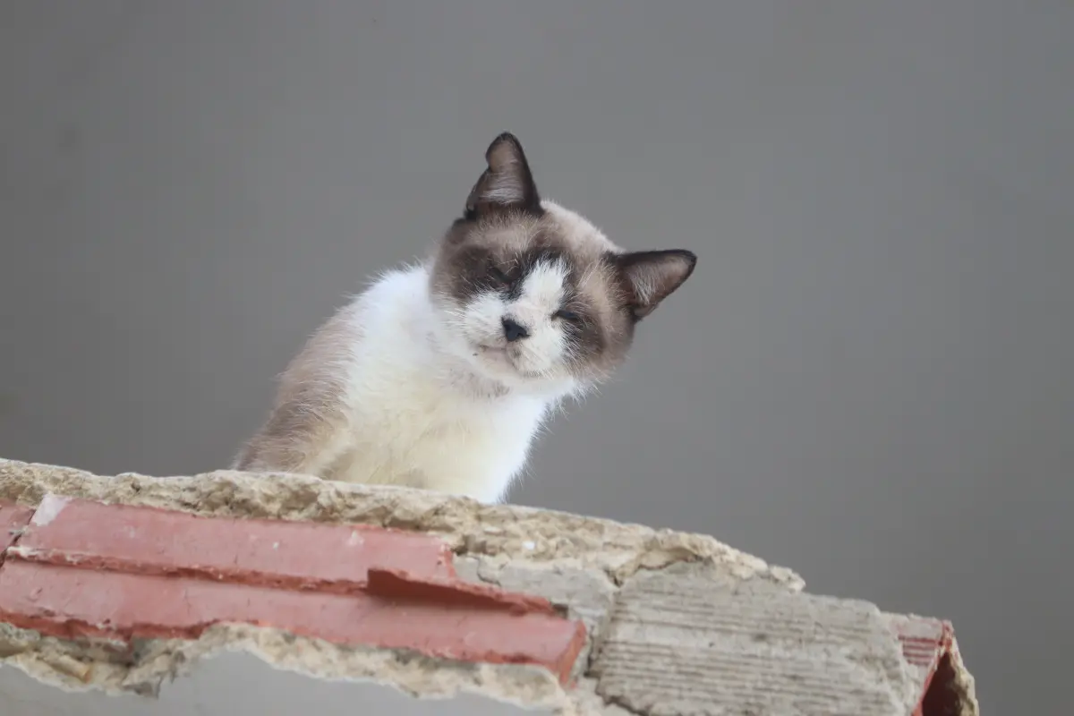 Gato Perdida en