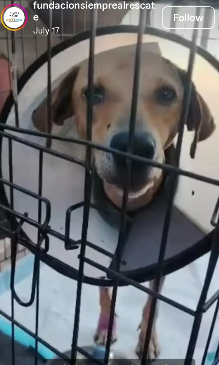 Perro Perdida en