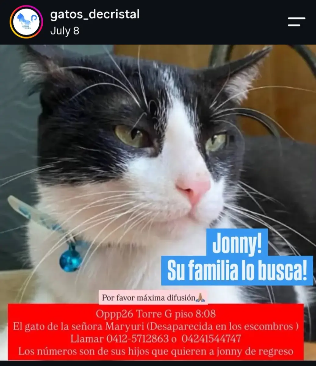 JONNY — Perro Perdida en