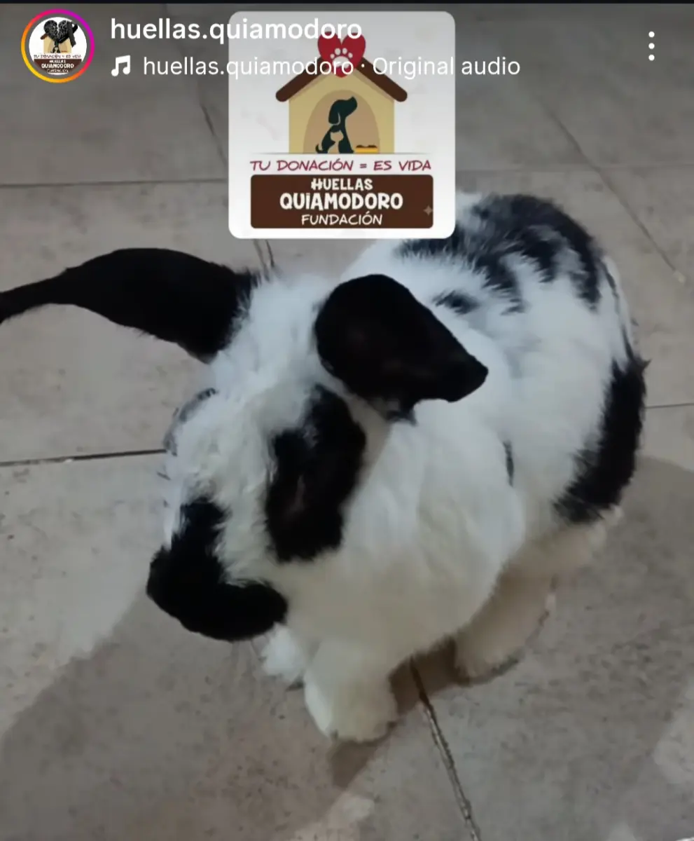 Perro Perdida en