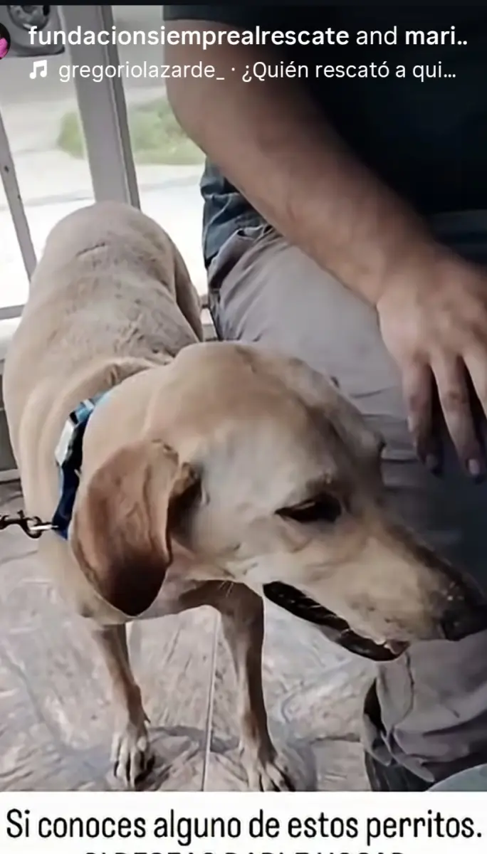 Perro Perdida en